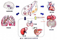 排卵对全身系统有哪些影响 ？