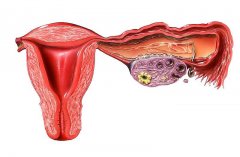 诱导排卵的基本原理