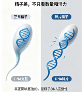 为什么精子差，会直接导致胚胎差、胎停不着床