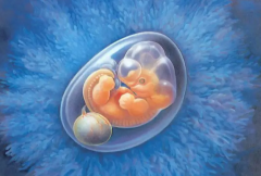 胚胎移植之后，到底需要做些什么?