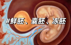 鲜胚、冻胚、囊胚哪种移植成功率高？