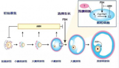 怎么判断卵子好不好？别只看AMH！